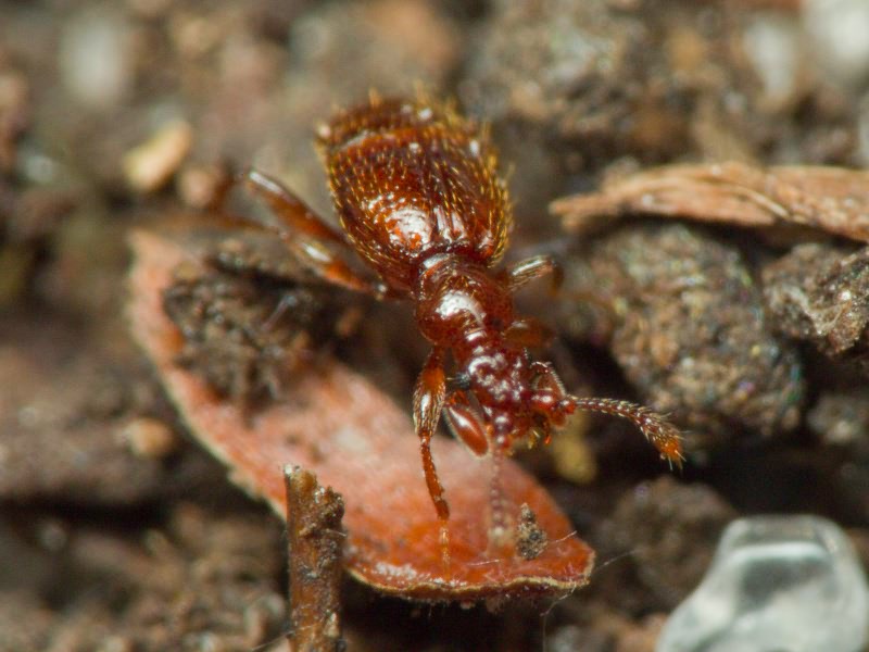 Bryaxis chaudoirii (Chaudoir, 1845)